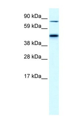 EPB42 Antibody, Novus Biologicals 100&mu;L; Unlabeled:Antibodies, Polyclonal