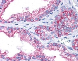 EPB4IL2 Antibody, Novus Biologicals:Antibodies:Primary Antibodies