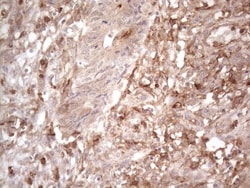 EPCR Antibody (OTI12H5), Novus Biologicals 0.1mL; Unlabeled:Antibodies,