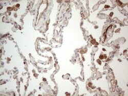 EPCR Antibody (OTI12H5), Novus Biologicals 0.1mL; Unlabeled:Antibodies,