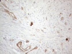EPCR Antibody (OTI12H5), Novus Biologicals 0.1mL; Unlabeled:Antibodies,