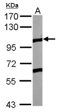 EphA4 Antibody, Novus Biologicals 0.1mL; Unlabeled:Antibodies, Polyclonal