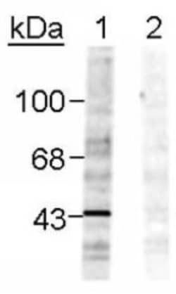 Ephrin-B1, p Tyr298 Antibody, Novus Biologicals 0.1mL; Unlabeled:Antibodies,