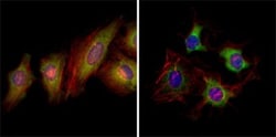 EphB2 Antibody (2D12C6), Novus Biologicals 0.1mL; Unlabeled:Antibodies,