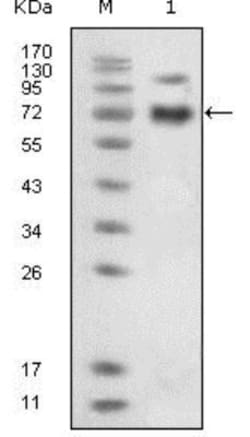 EphB4 Antibody (5B5), Novus Biologicals 0.025 mL, Unconjugated:Antibodies,