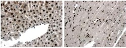 EphA4 Antibody (11C13) - Azide and BSA Free, Novus Biologicals:Antibodies:Primary