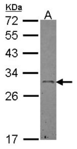 Ephrin-A3 Antibody, Novus Biologicals 0.1 mL | Buy Online | Novus Biologicals | Fisher Scientific