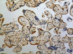 Ephrin-A3 Antibody (MM0262-7N12) - Azide and BSA Free, Novus Biologicals:Antibodies:Primary