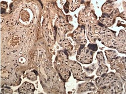 Ephrin-B3 Antibody (MM0264- 12X1) - Azide and BSA Free, Novus Biologicals