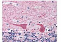 Epimorphin/Syntaxin 2 Antibody, Novus Biologicals 0.1 mg; Unconjugated:Antibodies,