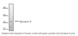 Epimorphin/Syntaxin 2 Antibody, Novus Biologicals 0.1 mg; Unconjugated:Antibodies,