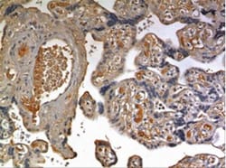 Epiregulin Antibody (MM0265- 12Y4) - Azide and BSA Free, Novus Biologicals