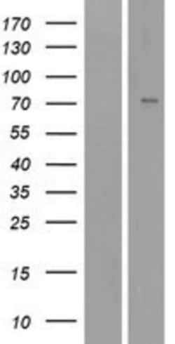 Novus Biologicals&trade;&nbsp;epithelial Sodium Channel alpha Overexpression Lysate