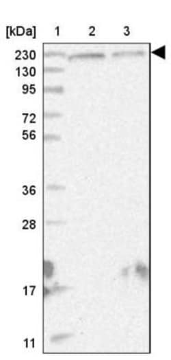 EPRS Antibody, Novus Biologicals 0.1mL; Unlabeled:Antibodies, Polyclonal