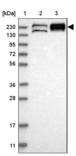 EPRS Antibody, Novus Biologicals:Antibodies:Primary Antibodies