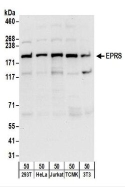 EPRS Antibody, Novus Biologicals 0.1mg; Unlabeled:Antibodies, Polyclonal