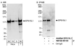 EPS15R Antibody, Novus Biologicals 0.1mL; Unlabeled:Antibodies, Polyclonal