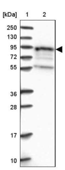 EPS8L1 Antibody, Novus Biologicals 25 &mu;L, Unlabeled:Antibodies, Polyclonal
