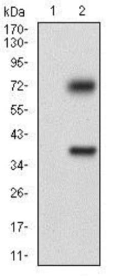 Epsilon 1 Tubulin Antibody (7G3B2) - BSA Free, Novus Biologicals 0.1mL;