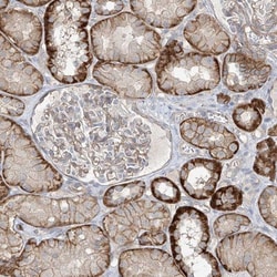 Epsilon 1 Tubulin Antibody, Novus Biologicals 25 &mu;L; Unlabeled:Antibodies,