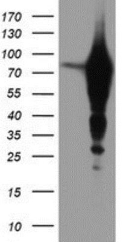 Epsin-2 Antibody (OTI1G3), Novus Biologicals 0.1mL; Unlabeled:Antibodies,