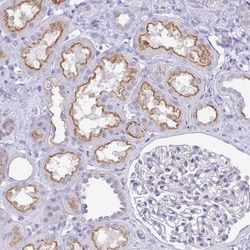 DSPG3/EPYC Antibody, Novus Biologicals 25 &mu;L, Unlabeled:Antibodies,
