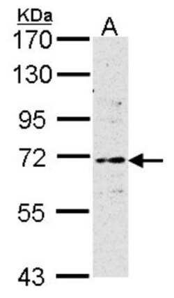 ER alpha/NR3A1 Antibody (1F3), Novus Biologicals 0.1mg; Unlabeled:Antibodies,
