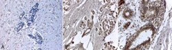 ER alpha/NR3A1 Antibody (33), Novus Biologicals 0.025 mg, Unconjugated:Antibodies,