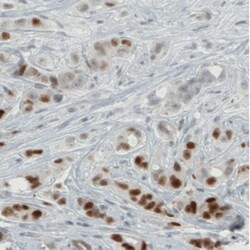 ER alpha/NR3A1 Antibody (CL1196), Novus Biologicals 25 &mu;L | Buy Online | Novus Biologicals | Fisher Scientific
