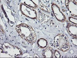 ErbB2/Her2 Antibody (OTI4F10), Novus Biologicals 0.1mL; Unlabeled:Antibodies,