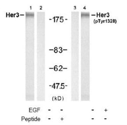 ErbB3/Her3, p Tyr1328 Antibody, Novus Biologicals 0.1 mL | Buy Online | Novus Biologicals | Fisher Scientific