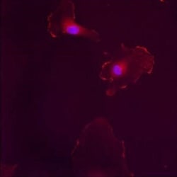 ER beta/NR3A2 Antibody, Novus Biologicals 0.05mg; Unlabeled:Antibodies,