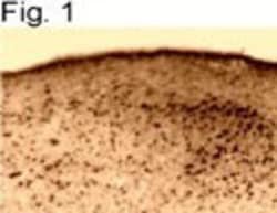 ER beta/NR3A2 Antibody, Novus Biologicals 0.05mg; Unlabeled:Antibodies,