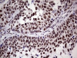 ERCC1 Antibody (OTI2H1), Novus Biologicals 0.1mL; Unlabeled:Antibodies,
