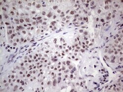 ERCC1 Antibody (OTI2H1), Novus Biologicals 0.1mL; Unlabeled:Antibodies,