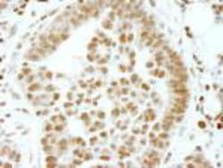 ERF Antibody, Novus Biologicals 0.1mL; Unlabeled:Antibodies, Polyclonal