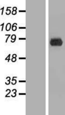 Novus Biologicals&trade;&nbsp;ERF Overexpression Lysate