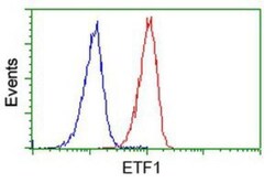 eRF1 Antibody (OTI2E3), Novus Biologicals 0.1mL; Unlabeled:Antibodies,