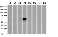 ERG Antibody (OTI4H7), Novus Biologicals 0.1mL; Unlabeled:Antibodies, Monoclonal