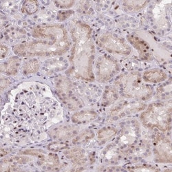 ERG Antibody, Novus Biologicals:Antibodies:Primary Antibodies