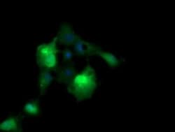 ERG Antibody (OTI4H7), Novus Biologicals 0.1mL; Unlabeled:Antibodies, Monoclonal