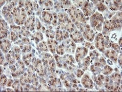ERG Antibody (OTI4H7), Novus Biologicals 0.1mL; Unlabeled:Antibodies, Monoclonal