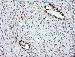 ERG Antibody (OTI4H7), Novus Biologicals 0.1mL; Unlabeled:Antibodies, Monoclonal