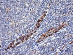 ERG Antibody (OTI4H7), Novus Biologicals 0.1mL; Unlabeled:Antibodies, Monoclonal