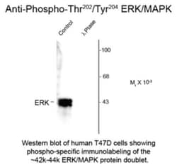 ERK1, p Thr202, p Tyr204 Antibody, Novus Biologicals 0.1mL; Unlabeled:Antibodies,
