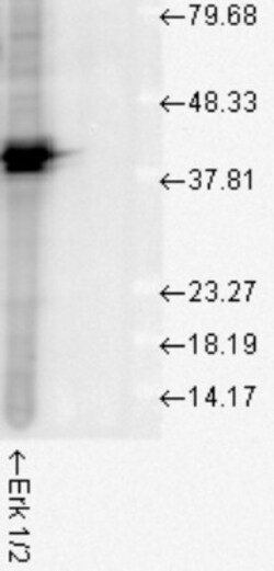 ERK1/2 Antibody, Novus Biologicals 0.1mL; Unlabeled:Antibodies, Polyclonal