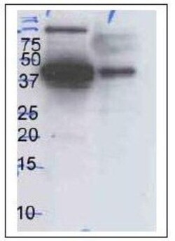ERK1/2 Antibody (SB46b) - Azide and BSA Free, Novus Biologicals 0.5 mg | Buy Online | Novus Biologicals | Fisher Scientific