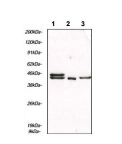 ERK1/2 Antibody (SB46b) - Azide and BSA Free, Novus Biologicals 0.5 mg | Buy Online | Novus Biologicals | Fisher Scientific