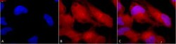 ERK1/2 Antibody, Novus Biologicals 0.025mL; Unlabeled:Antibodies, Polyclonal