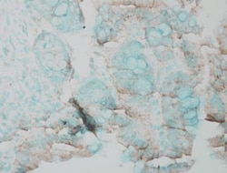 ERK1/2 Antibody, Novus Biologicals 0.025mL; Unlabeled:Antibodies, Polyclonal